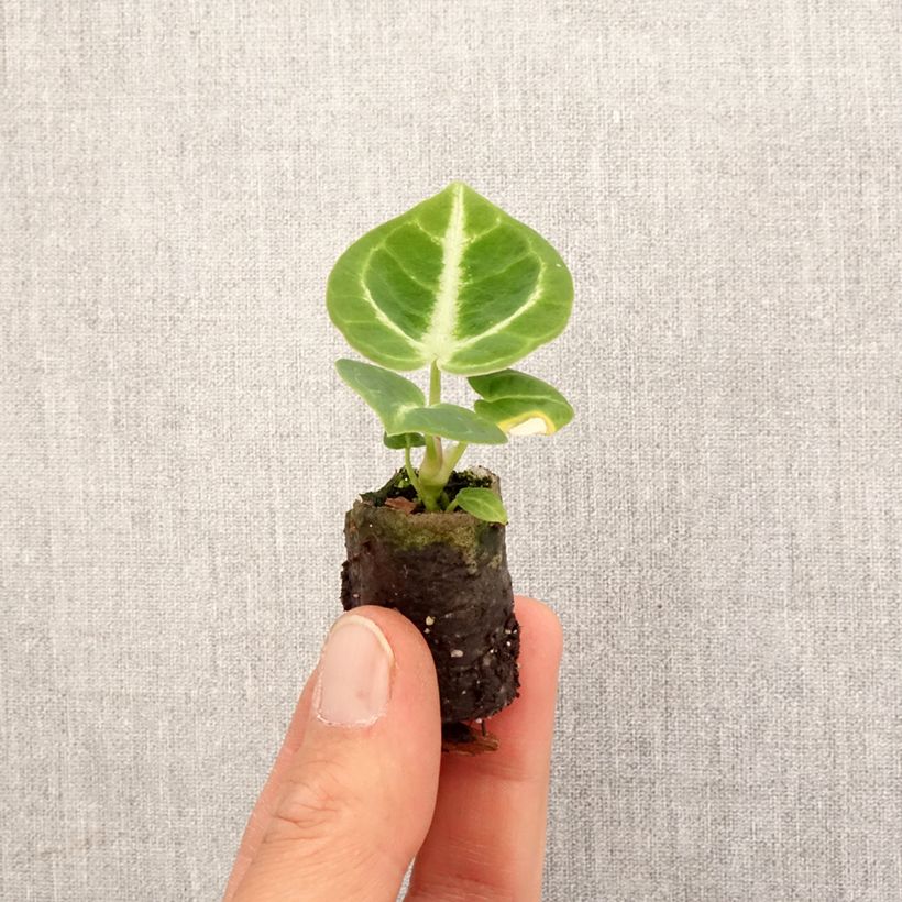 Exemplaar van Anthurium Dorayaki - Aderplant Mini-kamerplanten zoals geleverd in de lente