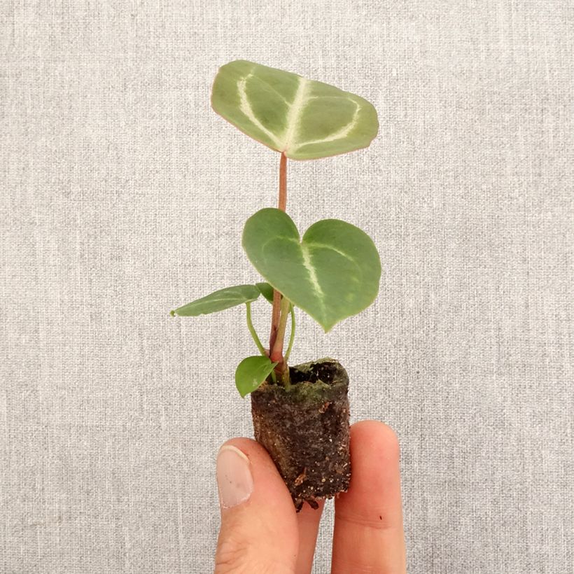 Example of Anthurium Dorayaki x magnificum - Aderplant Mini-kamerplanten as you get in printemps