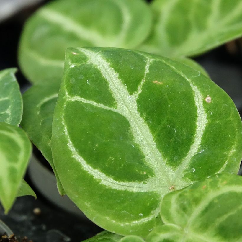 Anthurium Dorayaki x magnificum - Aderplant (Blad)