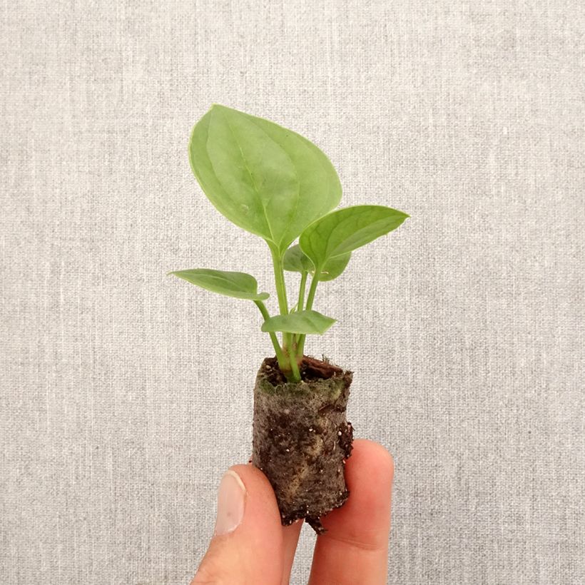 Exemplaar van Anthurium jenmanii Green Jady - Aderplant Mini-kamerplanten zoals geleverd in de lente