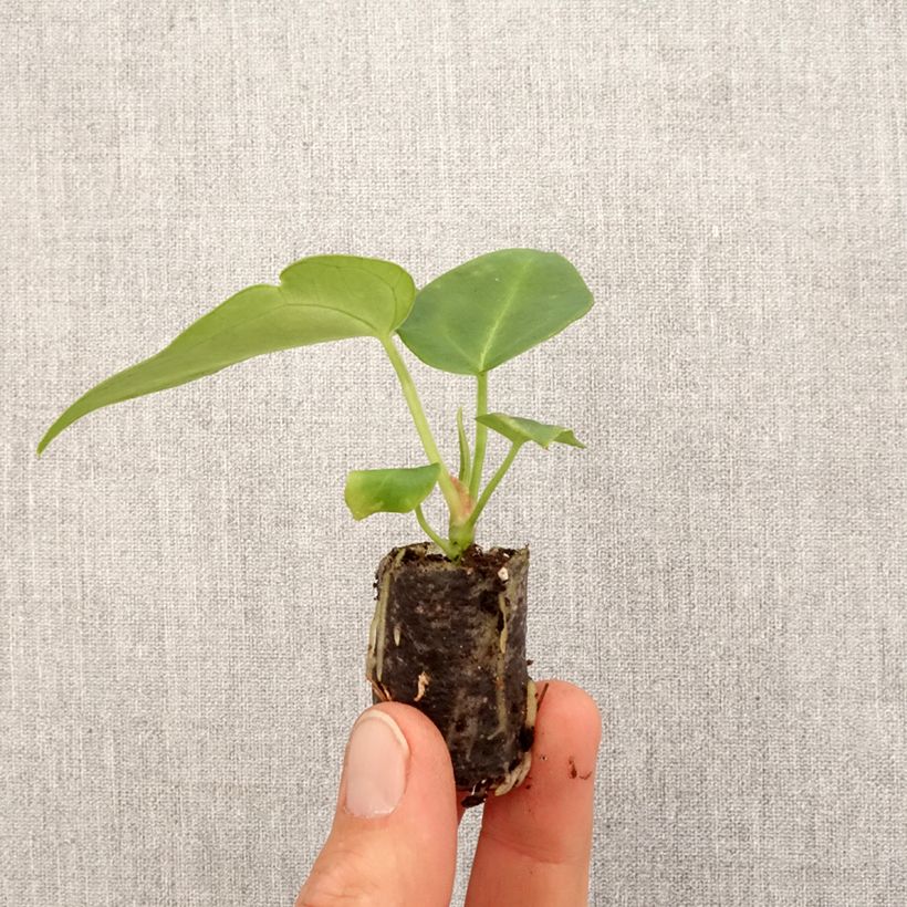 Example of Anthurium magnificum - Flamingoplant Mini-kamerplanten as you get in printemps