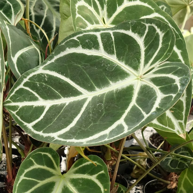 Anthurium magnificum - Flamingoplant (Blad)