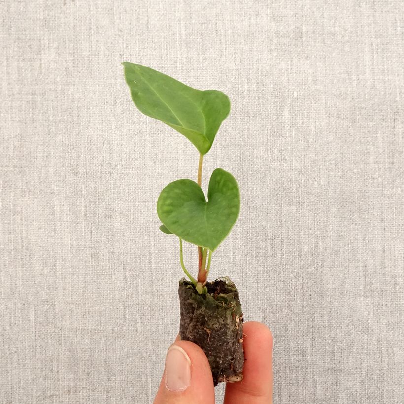Exemplaar van Anthurium magnificum x Dark Phoenix - Aderplant Mini-kamerplanten zoals geleverd in de lente