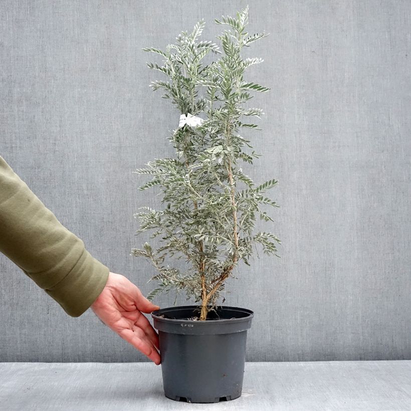 Exemplaar van Anthyllis barba-jovis - Wondklaver Pot van 4 l/5 l zoals geleverd in de winter