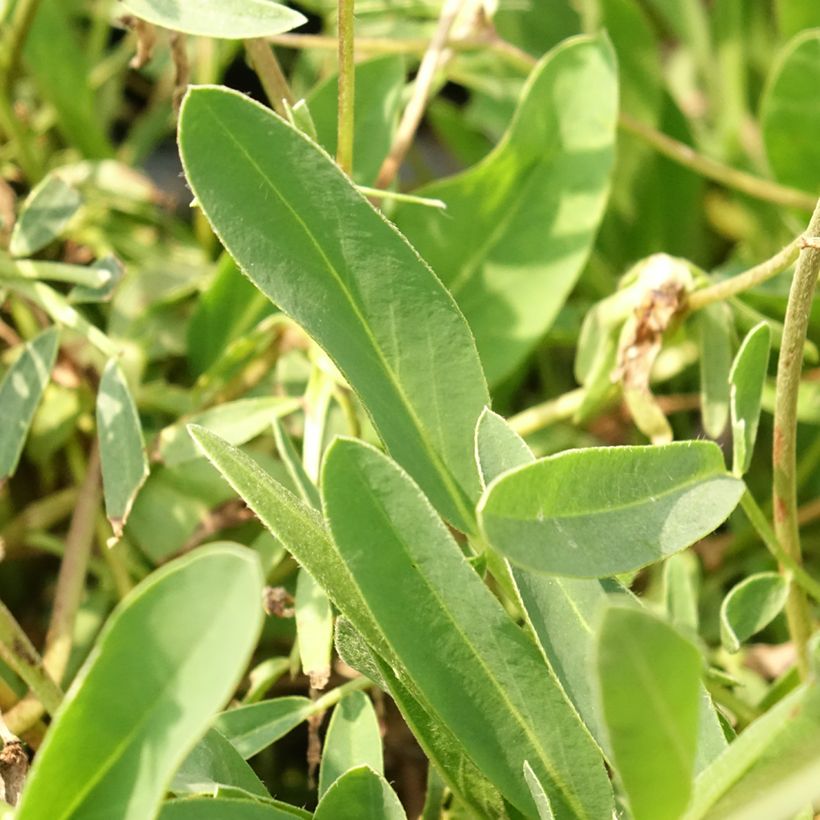 Anthyllis vulneraria var. coccinea - Wondklaver (Blad)