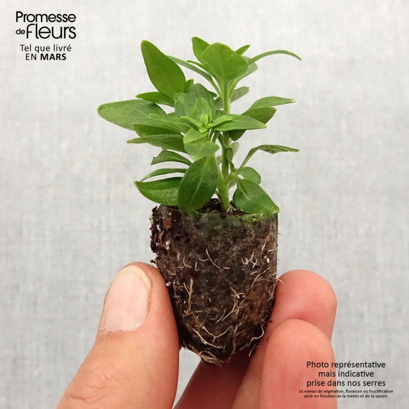 Exemplaar van Leeuwenbek Dazzling Lips Lemon - Antirrhinum majus Mini-mot Ø 3/4 cm zoals geleverd in de lente