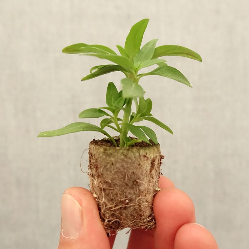 Exemplaar van Leeuwenbek Dazzling Lips Pink - Antirrhinum majus Mini-mot Ø 3/4 cm zoals geleverd in de lente