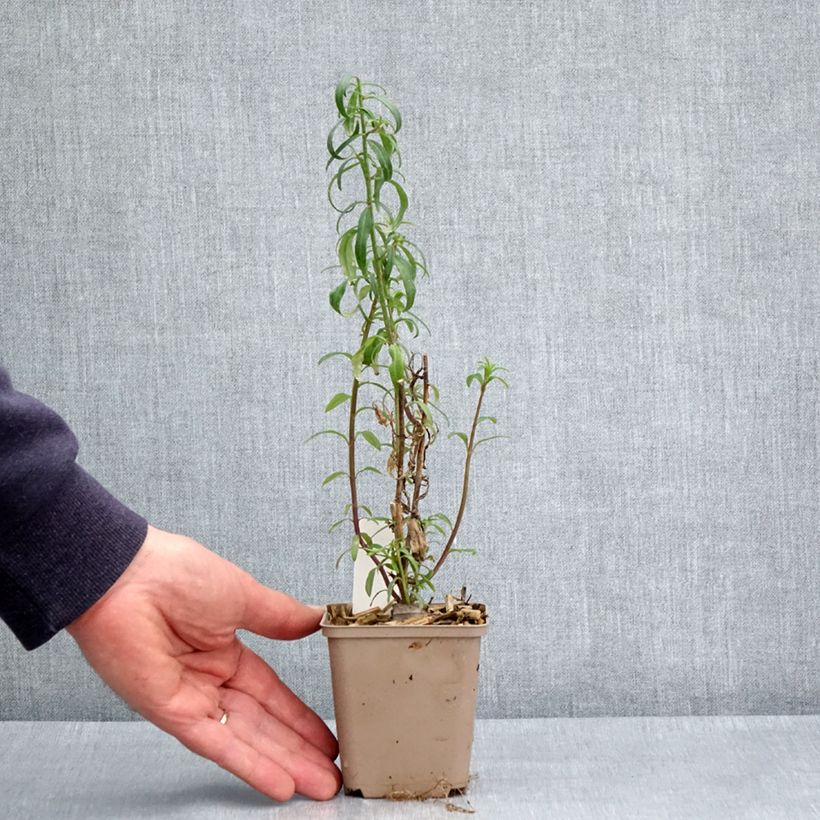 Exemplaar van Leeuwenbek Pretty in Pink Pmoore07 - Antirrhinum majus Kweekpotje van 8/9 cm zoals geleverd in de lente