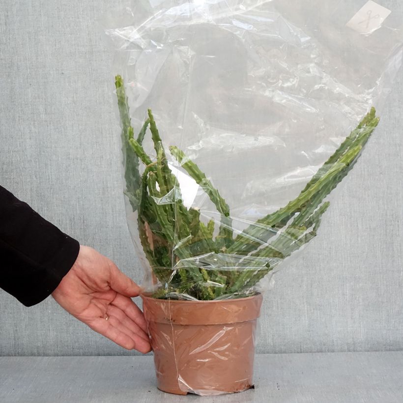 Exemplaar van Aporophyllum malisonii - Cactus Queue de Rat Pot de 2L/3L zoals geleverd in de winter