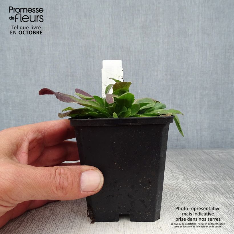 Exemplaar van Arabis blepharophylla Frühlingzauber - Scheefkelk Kweekpotje van 8/9 cm zoals geleverd in de herfst