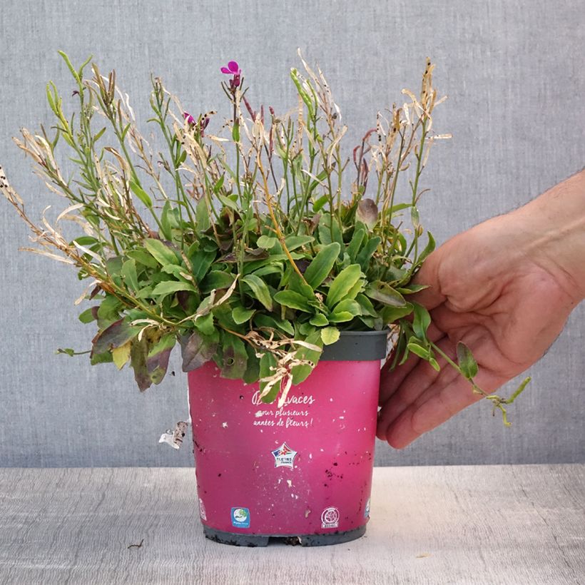 Exemplaar van Arabis blepharophylla - Scheefkelk Pot van 2 l/3 l zoals geleverd in de zomer