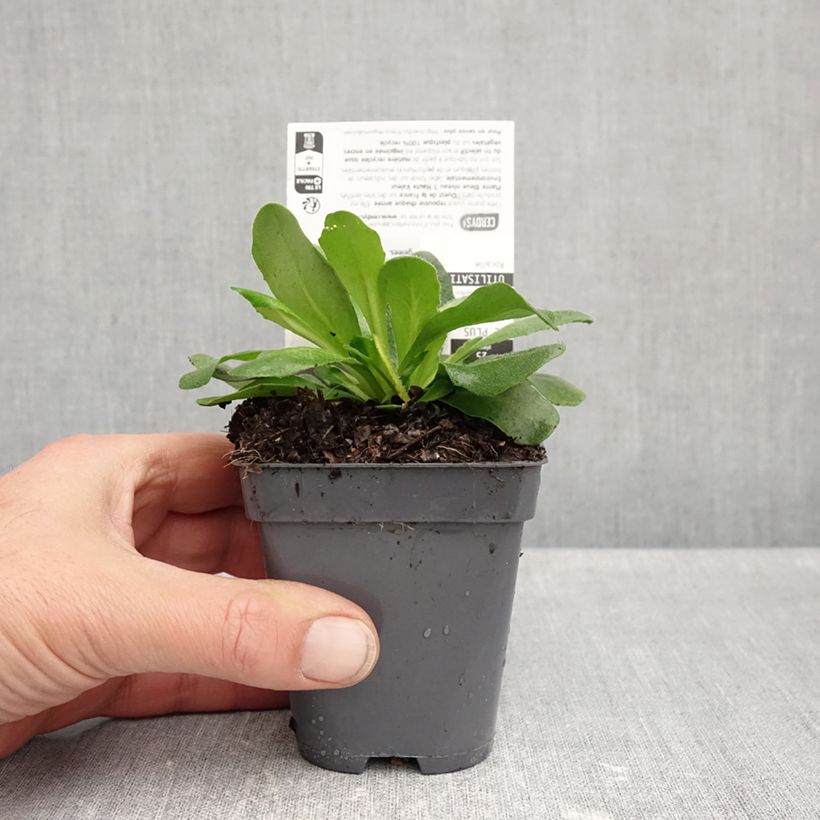 Exemplaar van Arabis blepharophylla Rose Delight - Scheefkelk roze Kweekpotje van 7/8 cm zoals geleverd in de herfst