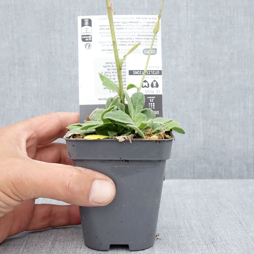 Exemplaar van Arabis blepharophylla Rose Delight - Scheefkelk roze Kweekpotje van 7/8 cm zoals geleverd in de zomer