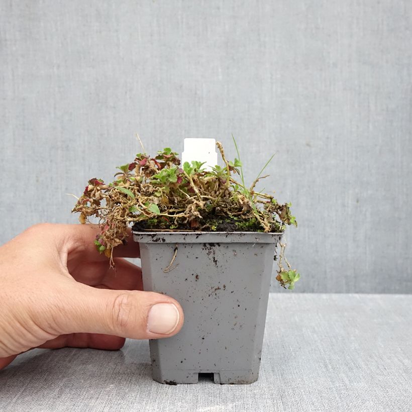 Exemplaar van Arabis caucasica Rosea - Randjesbloem Kweekpotje van 8/9 cm zoals geleverd in de herfst