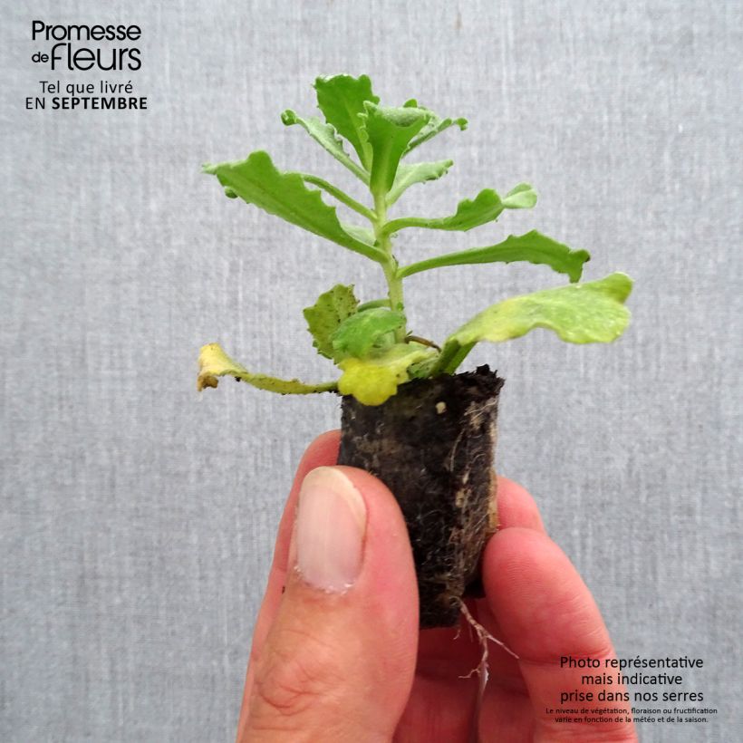 Exemplaar van Arabis caucasica Alabaster Inaraalaba - Randjesbloem Mini-mot Ø 3/4 cm zoals geleverd in de herfst