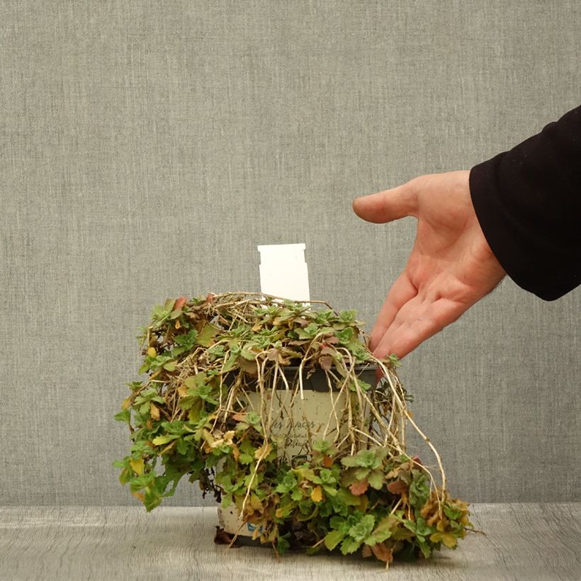Exemplaar van Arabis caucasica Alabaster Inaraalaba - Randjesbloem Pot van 2 l/3 l zoals geleverd in de herfst