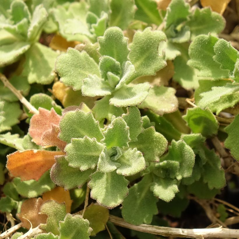 Arabis caucasica Alabaster Inaraalaba - Randjesbloem (Blad)