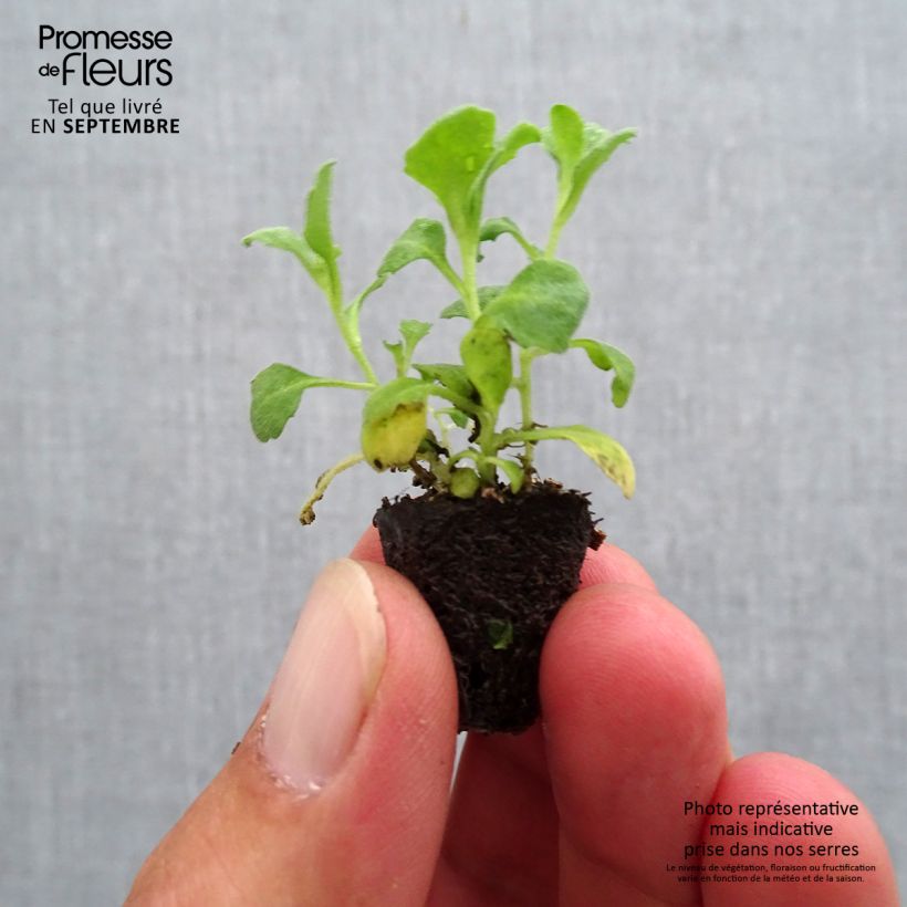 Exemplaar van Arabis caucasica Aubris Deep Rose - Randjesbloem roze Mini-mot Ø 1,5/2,5 cm zoals geleverd in de herfst