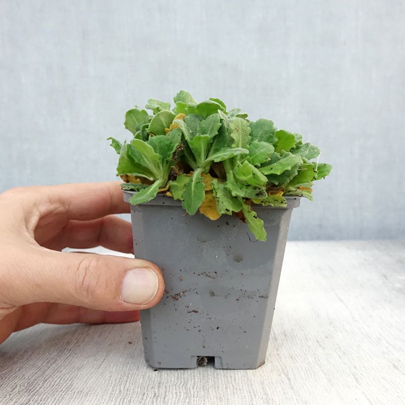 Exemplaar van Randjesbloem Plena Kweekpotje van 7/8 cm zoals geleverd in de herfst