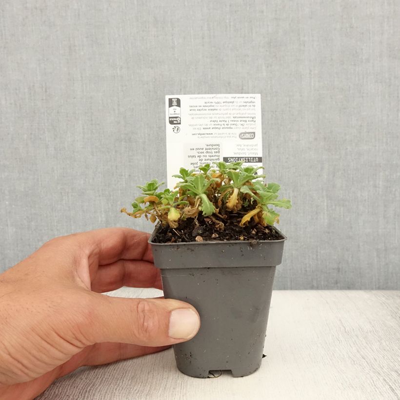 Exemplaar van Arabis caucasica Snowball - Randjesbloem Kweekpotje van 8/9 cm zoals geleverd in de zomer