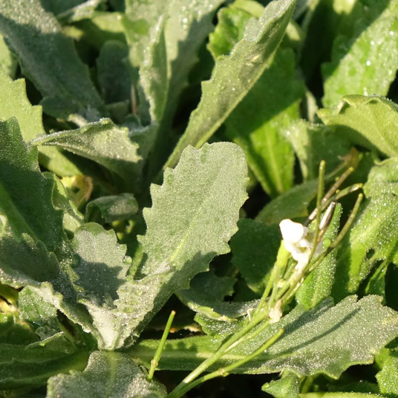 Arabis Snowcap - Randjesbloem (Blad)