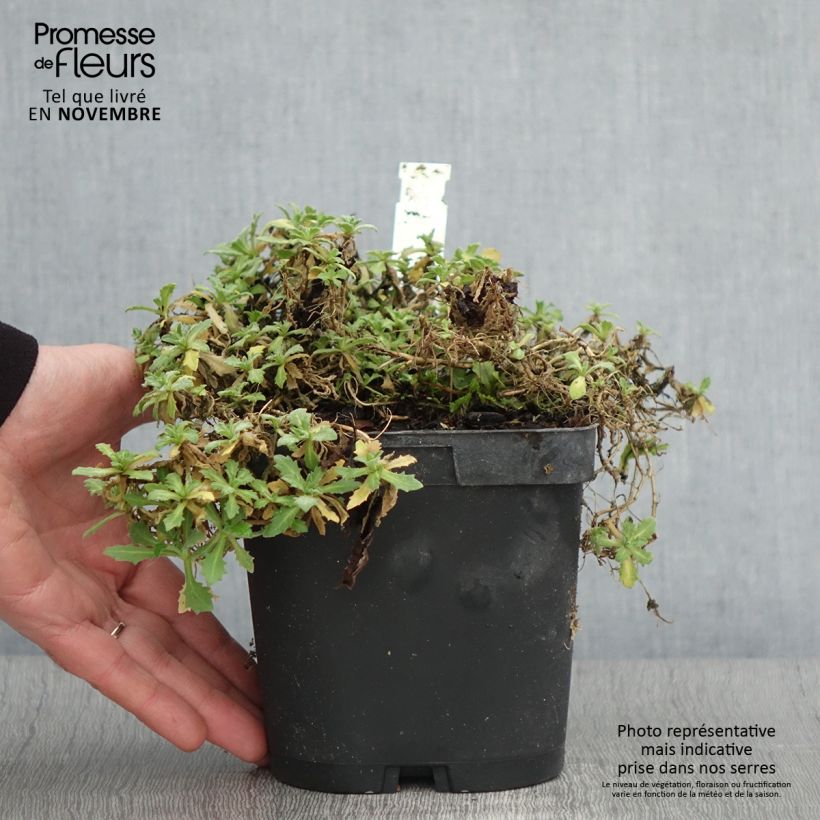 Exemplaar van Arabis Snowcap - Randjesbloem Pot van 2 l/3 l zoals geleverd in de herfst