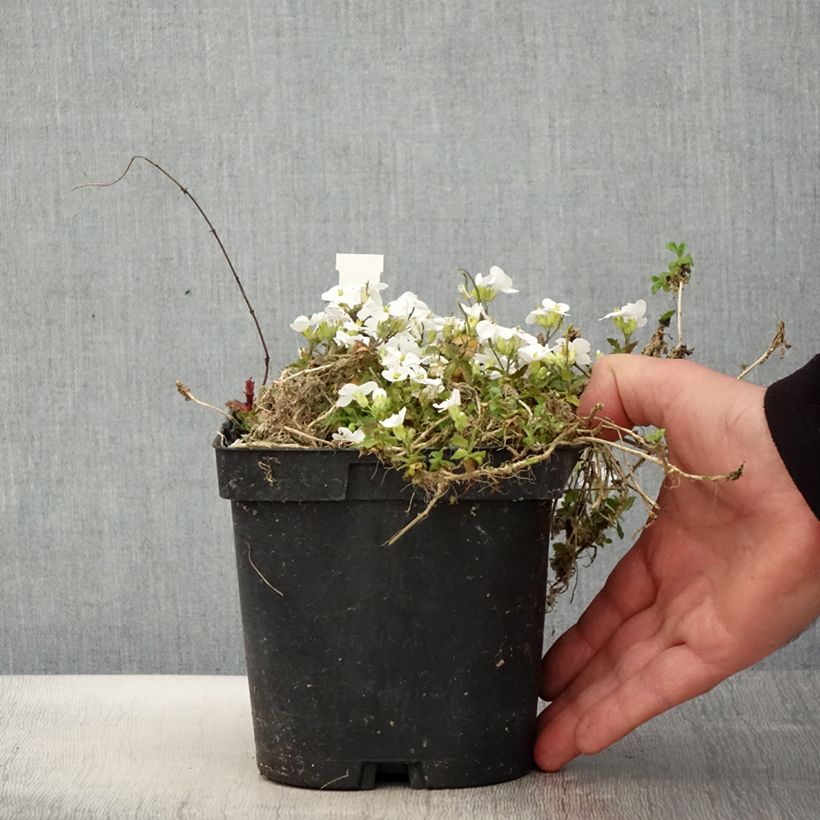 Exemplaar van Arabis Snowcap - Randjesbloem Pot van 2 l/3 l zoals geleverd in de lente