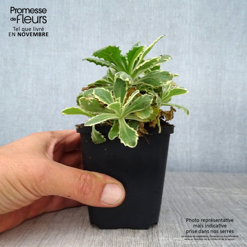 Exemplaar van Arabis caucasica Variegata - Randjesbloem Kweekpotje van 8/9 cm zoals geleverd in de herfst