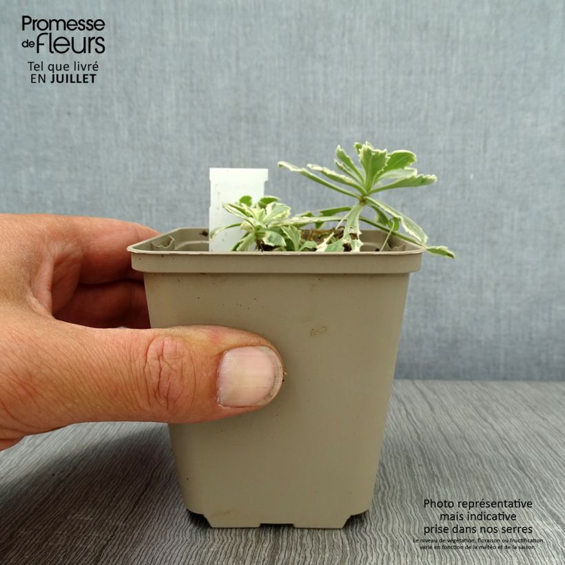 Exemplaar van Arabis caucasica Variegata - Randjesbloem Kweekpotje van 8/9 cm zoals geleverd in de zomer