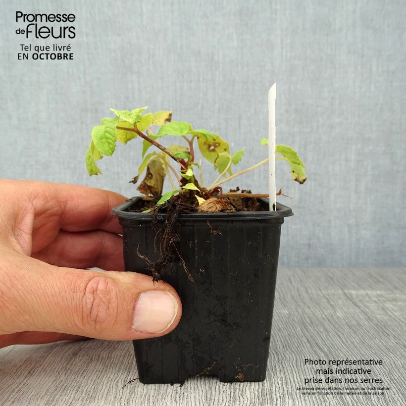 Exemplaar van Aralia cordata Sun King - Duivelswandelstok Kweekpotje van 8/9 cm zoals geleverd in de herfst