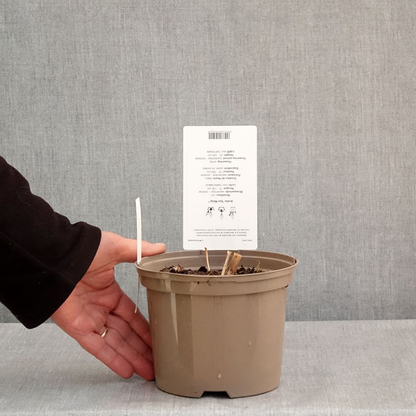 Exemplaar van Aralia cordata Sun King - Duivelswandelstok Pot van 2 l/3 l zoals geleverd in de lente