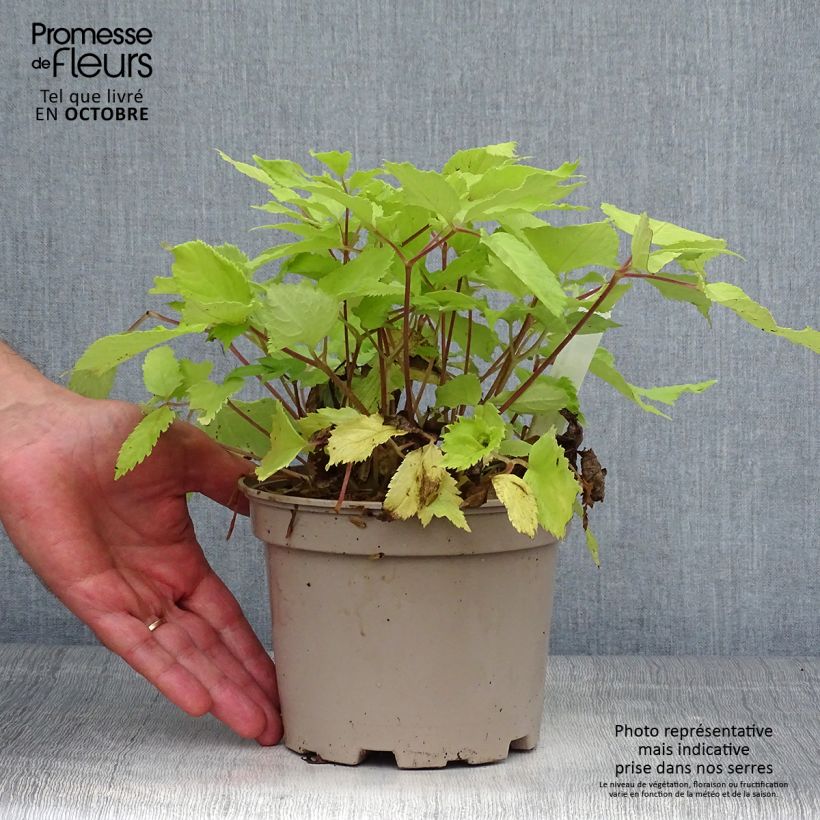 Exemplaar van Aralia cordata Sun King - Duivelswandelstok Pot van 2 l/3 l zoals geleverd in de herfst