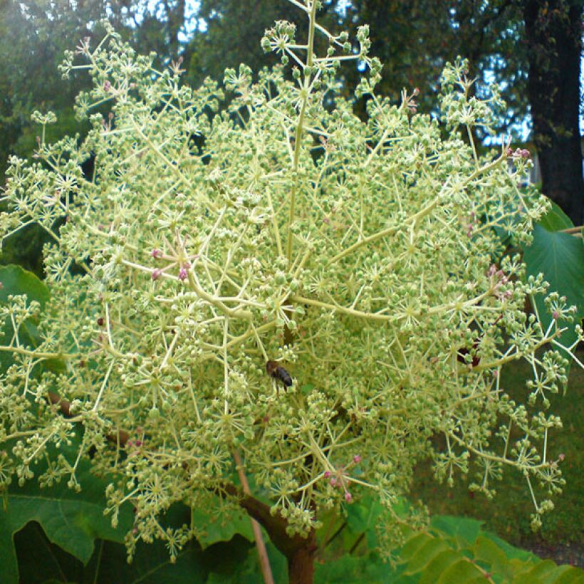 Aralia elata - Duivelswandelstok (Bloei)