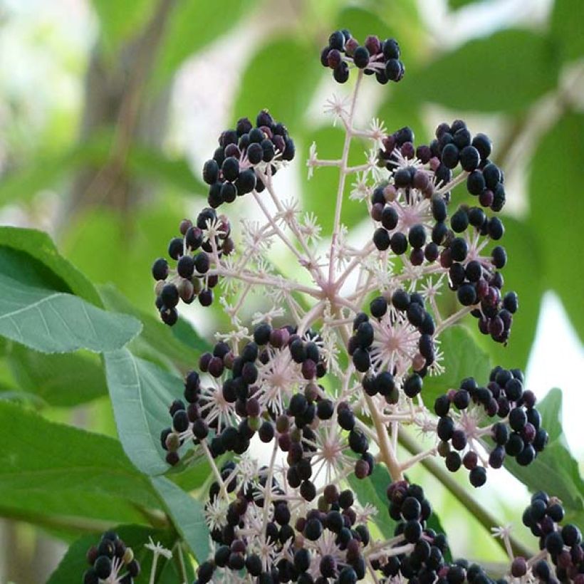 Aralia elata - Duivelswandelstok (Oogst)