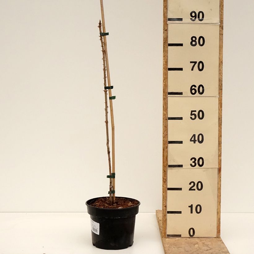 Exemplaar van Aralia elata - Duivelswandelstok Pot van 3 l/4 l zoals geleverd in de lente