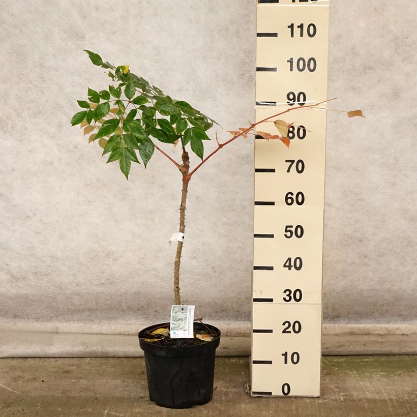 Exemplaar van Aralia elata Golden Umbrella - Duivelswandelstok Pot van 7,5 l/10 l zoals geleverd in de herfst