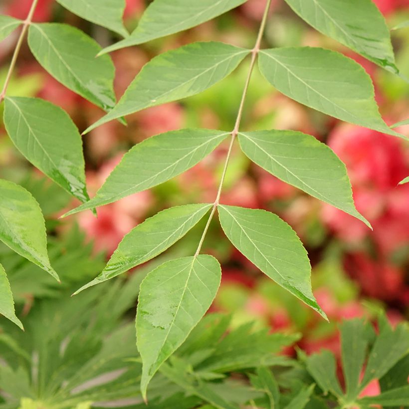 Aralia elata Golden Umbrella - Duivelswandelstok (Blad)