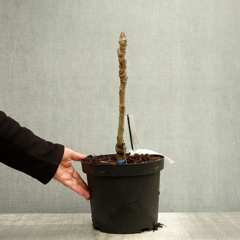 Exemplaar van Aralia elata Silver Umbrella - Duivelswandelstok Pot van 7,5 l/10 l zoals geleverd in de herfst