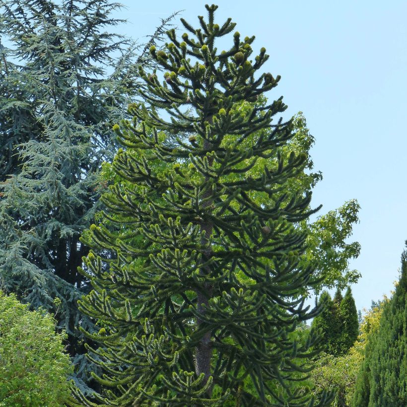Araucaria araucana - Apenboom (Groeiplaats)