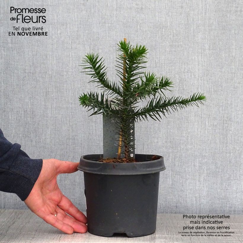 Exemplaar van Araucaria araucana - Apenboom Pot van 3 l/4 l zoals geleverd in de herfst