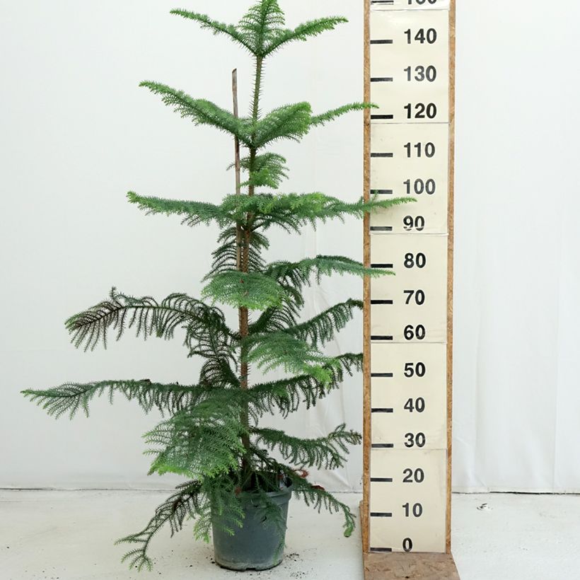 Exemplaar van Araucaria heterophylla - Kamerden Pot van 7,5 l/10 l zoals geleverd in de herfst