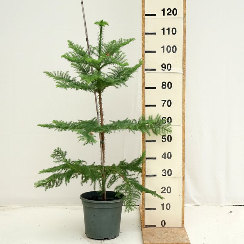 Exemplaar van Araucaria heterophylla - Kamerden Pot van 7,5 l/10 l zoals geleverd in de zomer