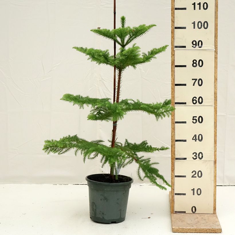 Exemplaar van Araucaria heterophylla - Kamerden Pot van 7,5 l/10 l zoals geleverd in de lente