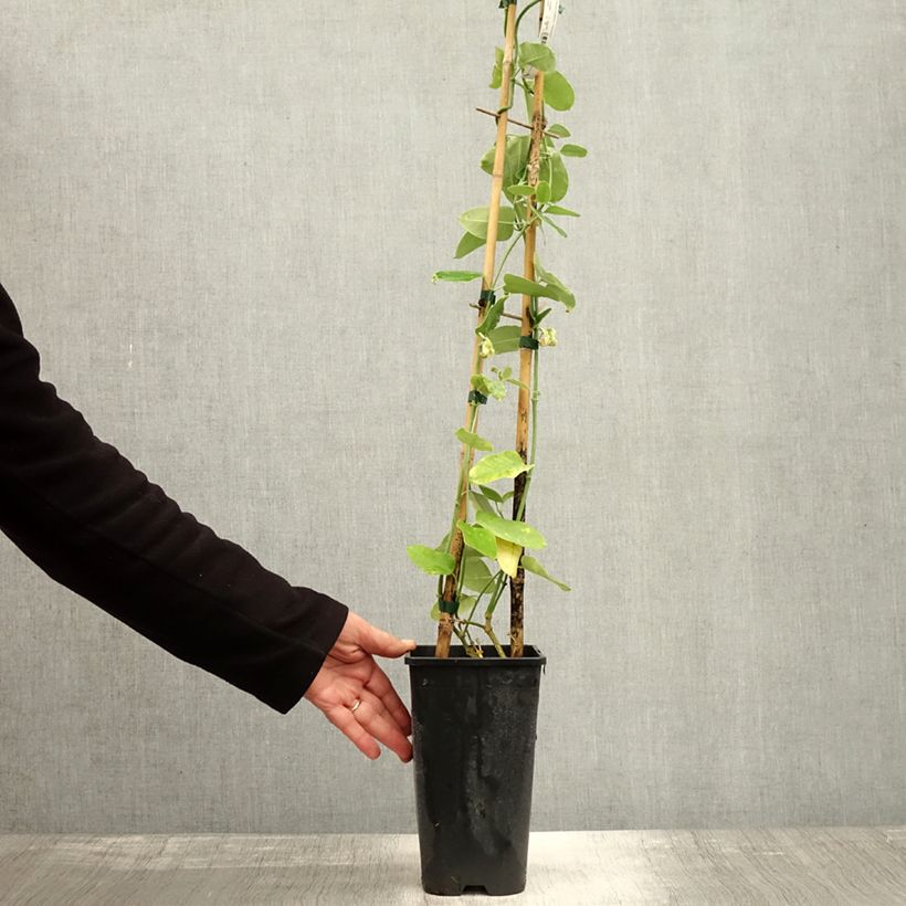 Exemplaar van Araujia sericifera - Motplant Pot van 2 l/3 l zoals geleverd in de herfst