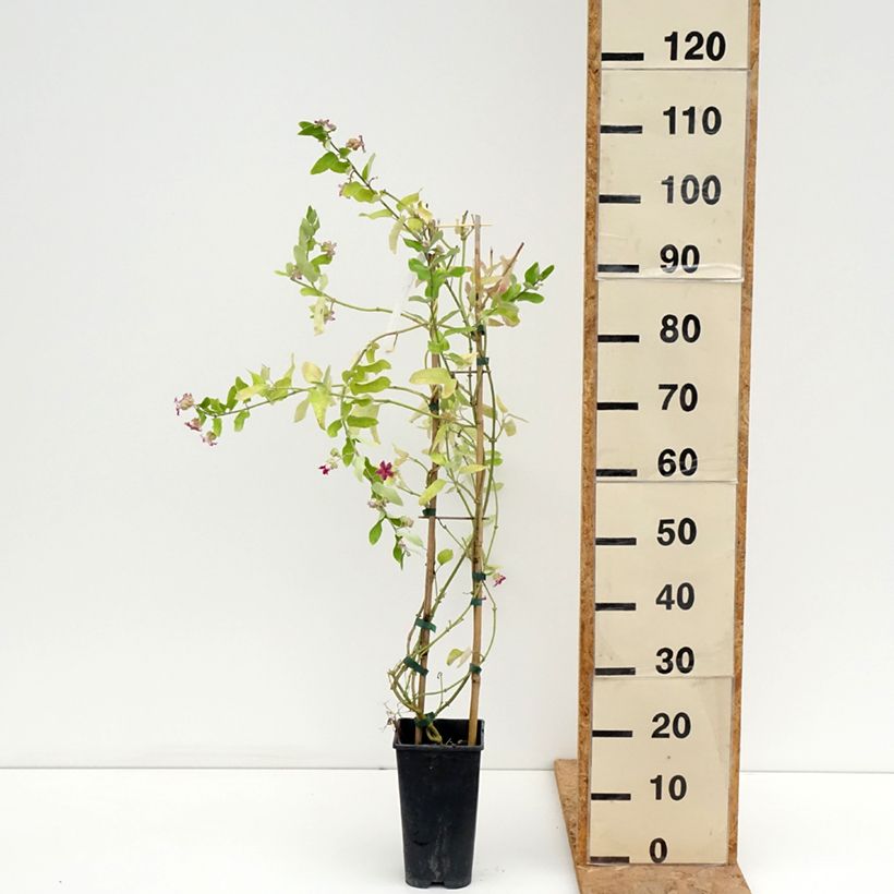 Exemplaar van Araujia sericifera - Motplant Pot van 2 l/3 l zoals geleverd in de zomer