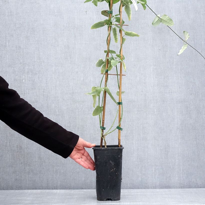 Exemplaar van Araujia sericifera Pink - Plante cruelle Pot de 2L/3L zoals geleverd in de winter
