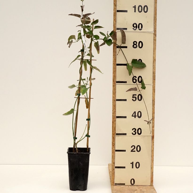 Exemplaar van Araujia sericifera - Motplant Pot van 2 l/3 l zoals geleverd in de lente