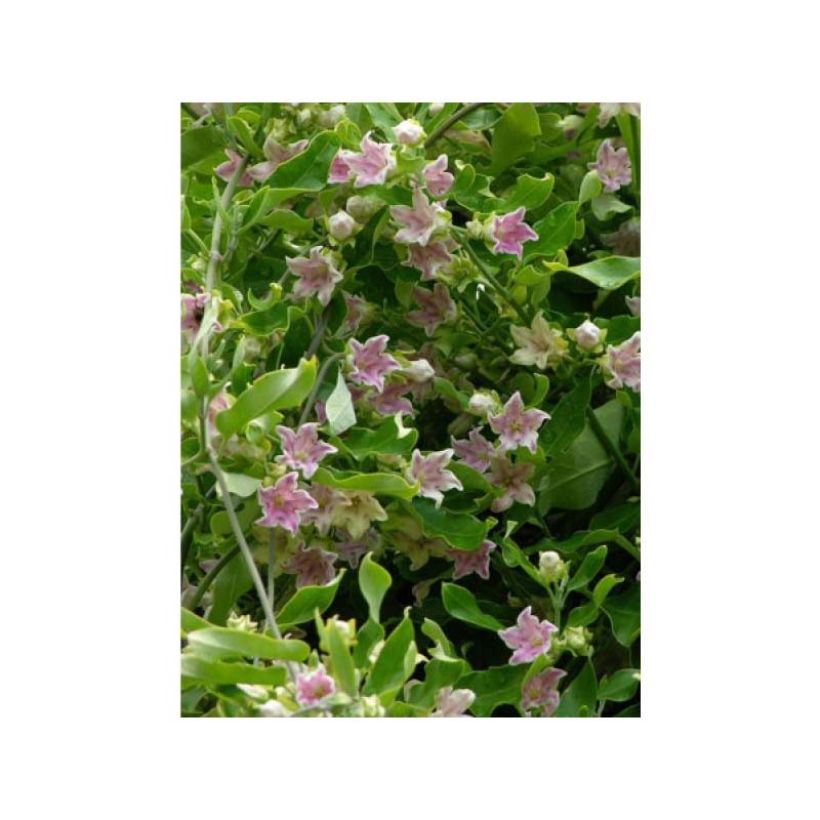 Araujia sericifera Rosea - Motplant (Bloei)
