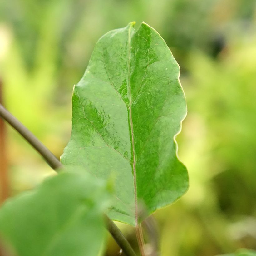 Araujia sericifera Rosea - Motplant (Blad)