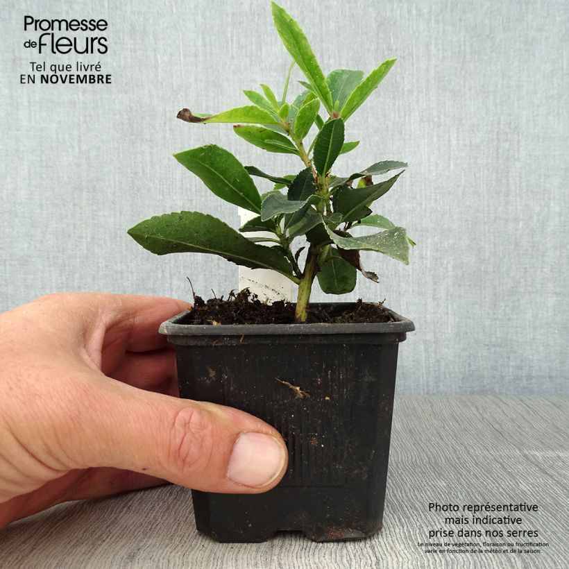Exemplaar van Arbousier Pink Giant 'Nevez' (Atlantic Rose) - Arbutus unedo Godet de 8/9 cm zoals geleverd in de herfst
